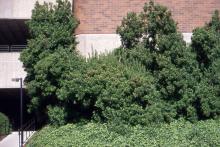 plant habit, several shrubs