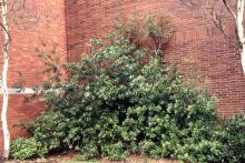 plant habit plant habit
