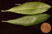 leaves leaves