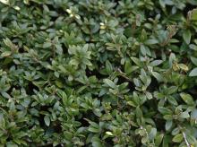 foliage
