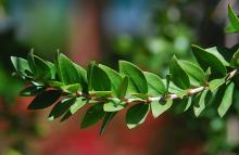 leafy shoot leafy shoot