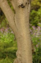 trunk, bark
