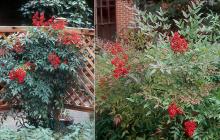 plant habit, fruiting