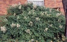 plant habit, summer flowering