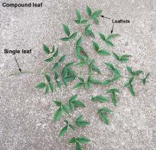 leaf