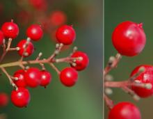 fruit