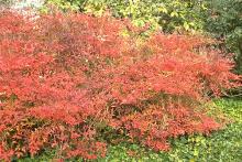 plant habit, fall