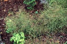 plant habit