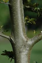 trunk, bark trunk, bark