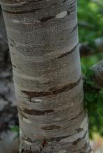 trunk, bark trunk, bark