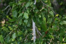 foliage foliage