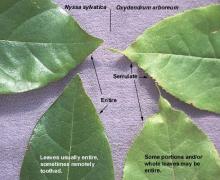 leaf margin, comparison