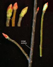 winter twigs, buds