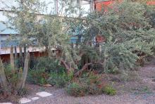 plant habit, shrub