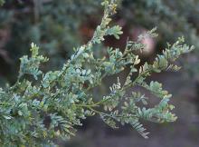 foliage