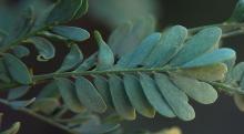 leaf