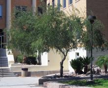 plant habit, tree