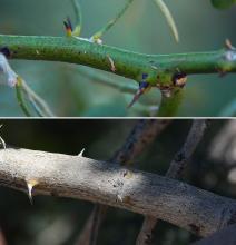 twig and branch with thorns