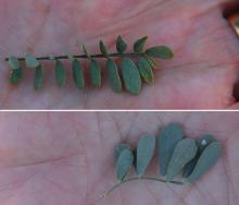 leaves