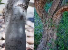 young and old trunks, bark