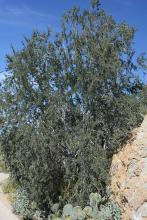 plant habit, in habitat