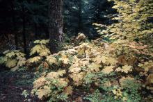 plant habit, fall