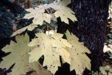leaves, fall