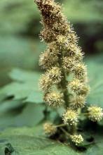 flower cluster