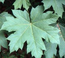 leaf