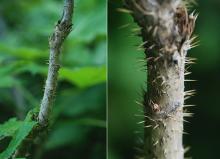 stem, prickles
