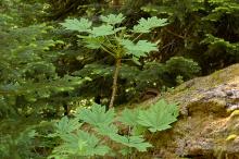plant habit, flowering