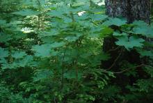 plant habit, in forest habitat
