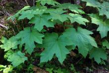 leaves