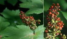 ripening fruit