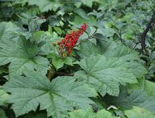 leaves and fruit cluster