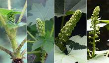 developing flower cluster