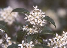 flowers and leaves