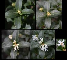 flower cluster development