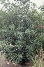 plant habit plant habit