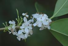 flowers flowers