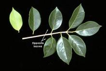 branch, adult leaves branch, adult leaves