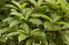 foliage