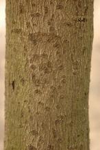 trunk, bark