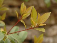 new growth