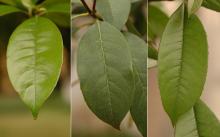 leaves