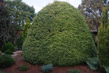 plant habit, large sheared plant