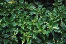 leaves