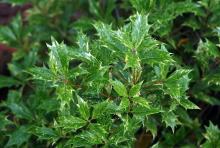 leaves