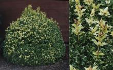 plant habit and leaves