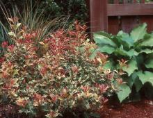 plant habit, spring